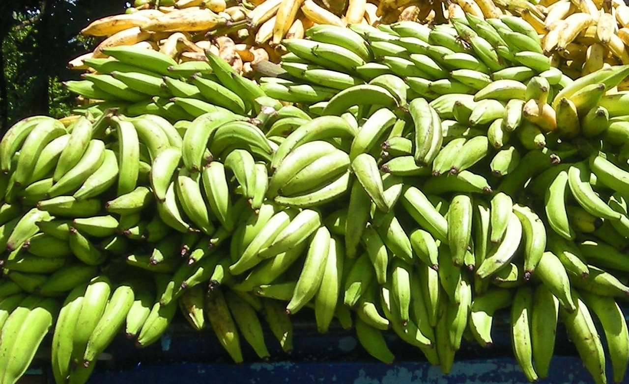 plantain